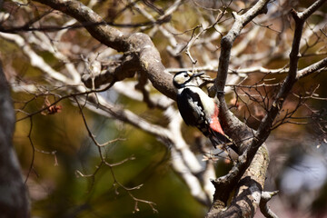 早春のモミジに止まるアカゲラ