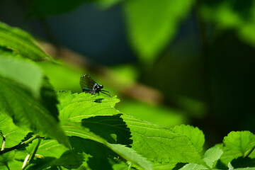 葉の上のイトトンボ
