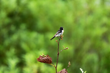 夏の野原のノビタキ