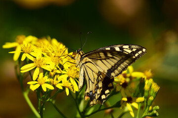 アキノキリンソウの蜜を吸うキアゲハ