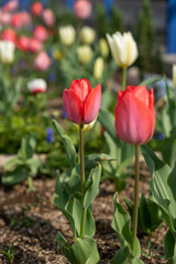 チューリップ
