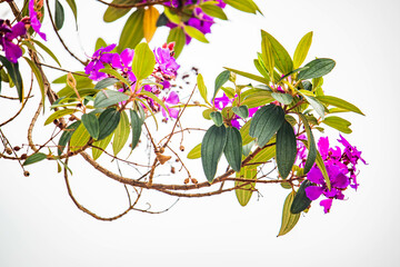 Flores lilás