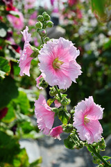  Close up of blooming hollyhock flowers (Alcea rosea) in the garden 