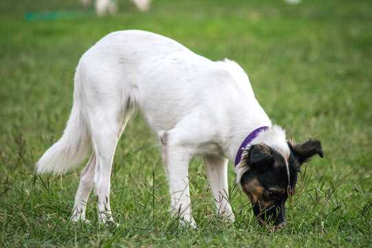 Perro ratonero bodeguero andaluz