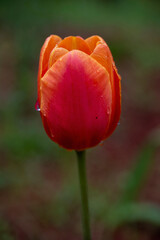 Beautiful Tulip after rain