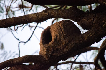 Nido de un hornero en las ramas del árbol