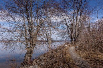 Beautiful Maple Tree flowering in the spring time