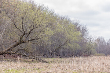 green tree bud bloom in the spring