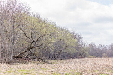 green tree bud bloom in the spring