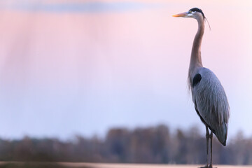 Great Blue Heron Standing Tall Watching Sunset