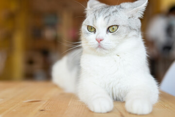 cute cat looking around, concept of pets, domestic animals. Close-up portrait of cat sitting down looking around