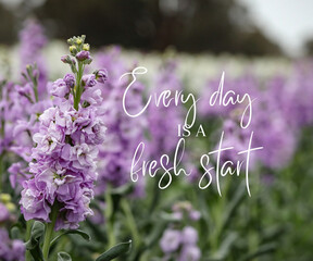 Quote graphic with fresh flowers - daily affirmations