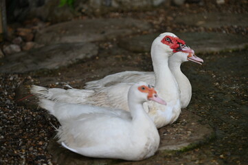 Photos of animals - sheep, deer, rabbits, birds, tortoises, turkeys, and other farm animals