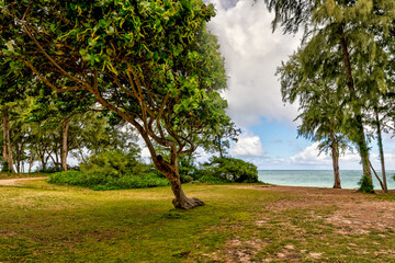 Exotic Monkey Pod, Banyan and Palm trees around Oahu