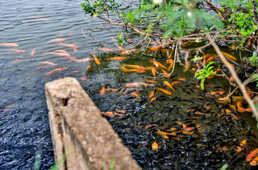 Canals and ponds that harvest shrimp on Oahu