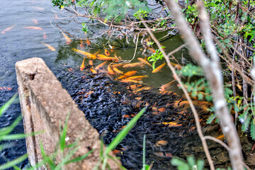 Canals and ponds that harvest shrimp on Oahu