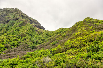 Obraz premium Exotic Monkey Pod trees in the forests of Oahu