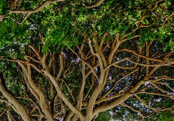 Exotic Monkey Pod trees in the forests of Oahu