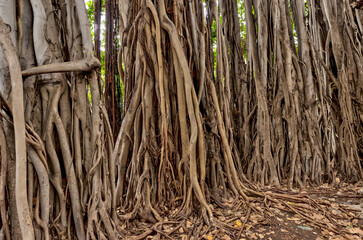 Exotic Monkey Pod, Banyan and Palm trees around Oahu