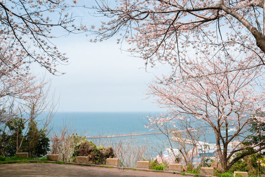 Sarabong Park coastal road with cherry blossoms, Jeju olle trail route 18 in Jeju island, Korea