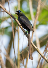 Racket-tailed Treepie bird on a tree.