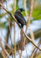 Racket-tailed Treepie bird on a tree.