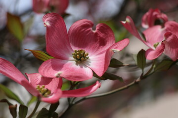 ハナミズキが今年も咲いた。
