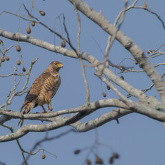 Ave rapaz descansando antes de iniciar la caza