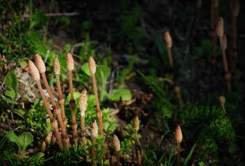 horsetails in spring