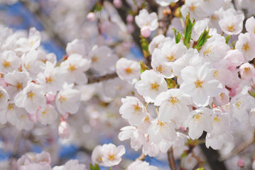 sakura japan
