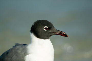Laughing Gull taken in SW Florida