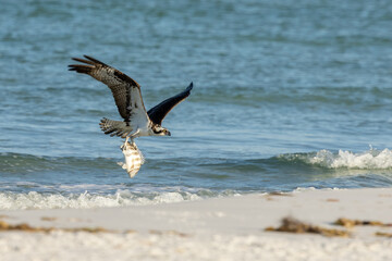 Osprey with fish out of the ocean taken in SW Florida