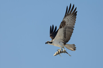 Obraz premium Osprey with fish flying taken in SW Florida
