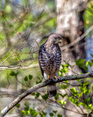 Broad-winged hawk