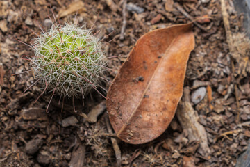 Pequeño cactus junto a una hoja seca