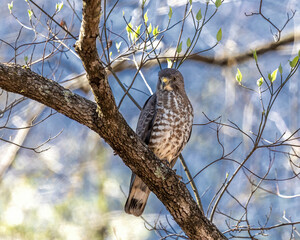 Broad-winged hawk