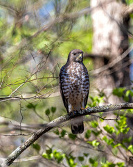 Broad-winged hawk
