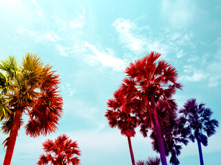 Colorful coconut palm trees on summer blue sky, beautiful tropical background.