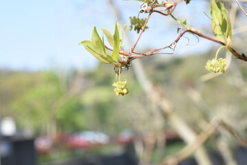 Smilax china (China root) flowers. Smilacaceae perennial vine shrub. Many pale yellow florets gather and bloom from April to July. There are thorns on the stem and the fruits turn red in autumn.