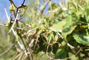 Smilax china (China root) flowers. Smilacaceae perennial vine shrub. Many pale yellow florets gather and bloom from April to July. There are thorns on the stem and the fruits turn red in autumn.