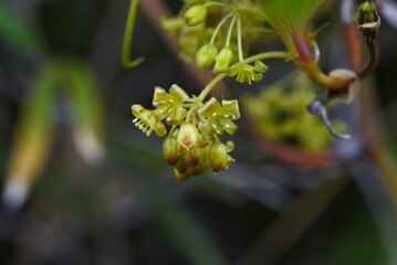 Smilax china (China root) flowers. Smilacaceae perennial vine shrub. Many pale yellow florets gather and bloom from April to July. There are thorns on the stem and the fruits turn red in autumn.