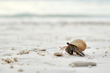 a small hermit crab walking slowly along the beach in the afternoon seaside with blurred blue sea in background