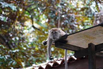 Monkey on the roof 