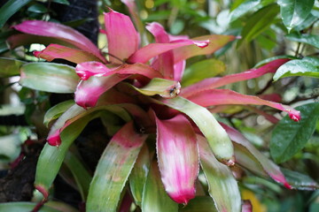 pink and yellow flower