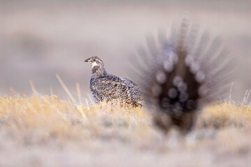 Sage Grouse adult male taken in eastern Wyoming