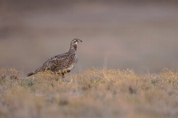Sage Grouse adult female taken in easterm Wyoming