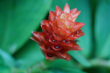 red and yellow flower