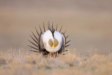 Sage Grouse adult male taken in eastern Wyoming