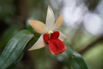 red and white orchid