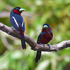 Black-and-red Broadbill Bird